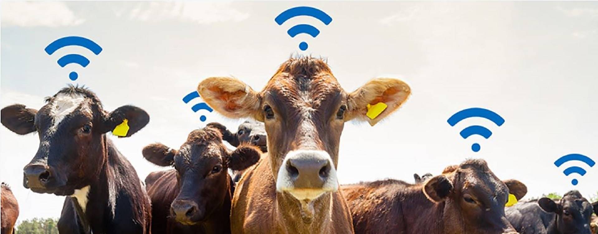 MAPA lança projeto de ampliação de conectividade no campo