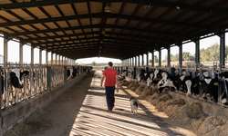 Procuram-se trabalhadores para fazendas de leite