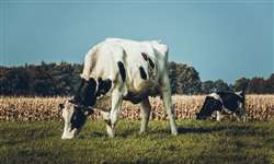 Gerenciar o peso corporal no parto melhora a fertilidade das vacas