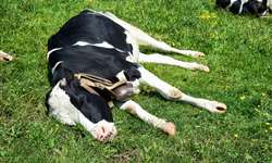 Impactos da tripanossomose bovina da produção de leite