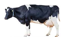 Condição corporal da vaca e avaliações
