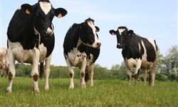 Brasil e Índia trabalharão no melhoramento genético da pecuária leiteira