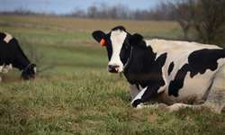 Cinco cuidados essenciais para vacas de leite
