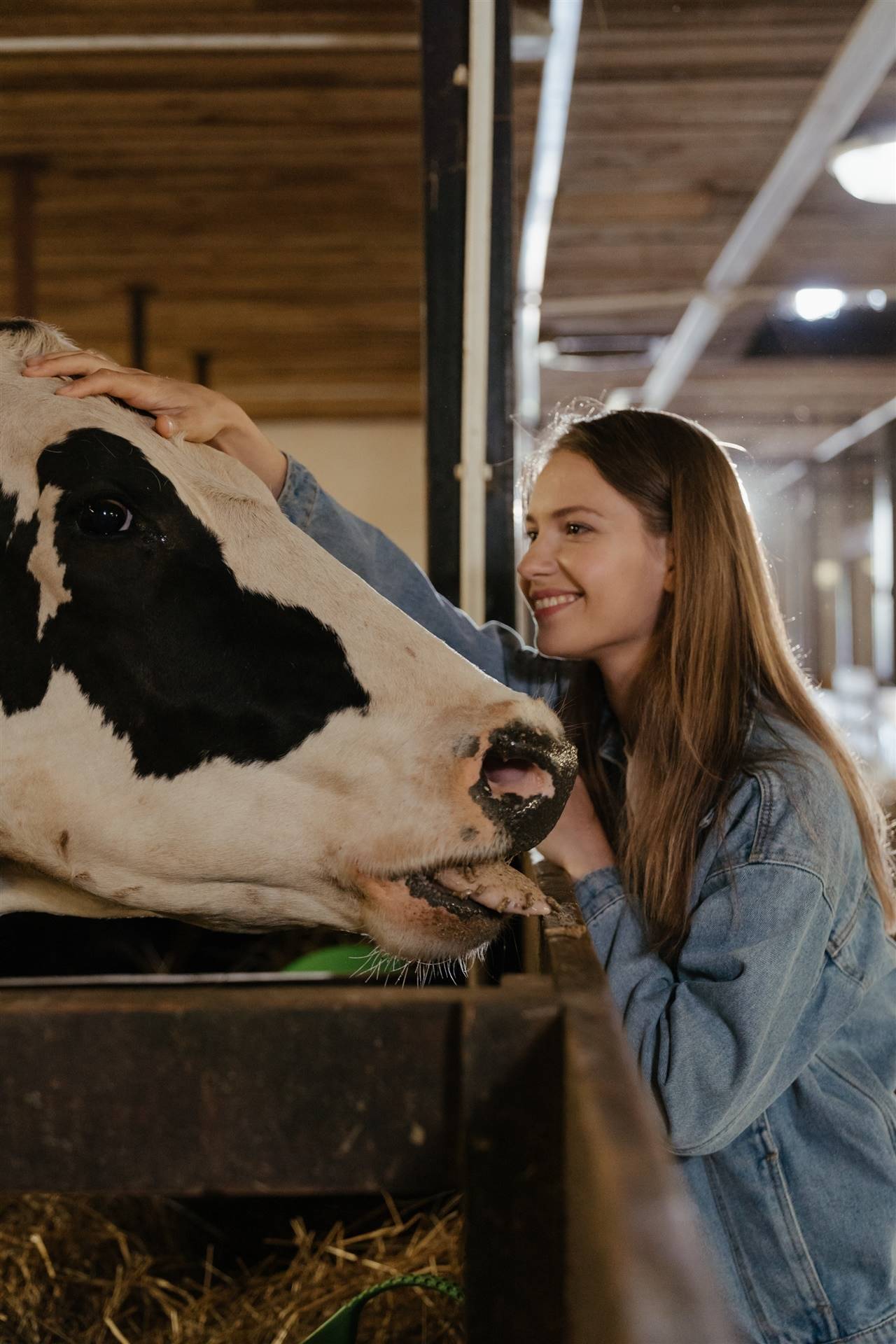 Está estressado? Acaricie uma vaca, diz fazenda do Reino Unido