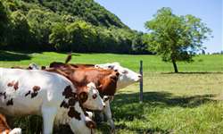 Estresse por calor: o grande inimigo das fazendas leiteiras