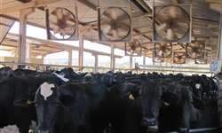 Como o resfriamento no verão afeta a fertilidade das vacas?