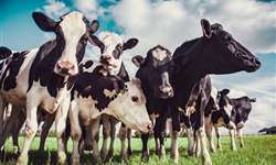 Calor: o desafio durante o verão nas fazendas leiteiras