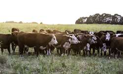 Entendendo o bem-estar animal na bovinocultura de corte