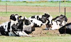 O impacto do descanso das vacas na produção de leite