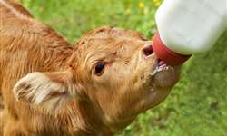 Bezerros com acesso ininterrupto ao leite são sucesso em fazenda americana