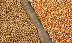 Cenário de grãos: avanço nos preços do milho?