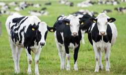 Vaca dá à luz trigêmeos em caso raro no Rio Grande do Sul