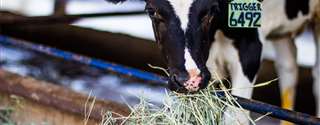 Escassez de novilhas nos EUA, beef-on-dairy é um fator?