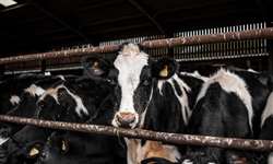 Paris: produtores de leite da Europa protestam por preços