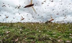 Argentina declara estado de alerta contra gafanhotos