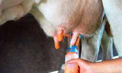 UFFS: pesquisa busca ajudar produtores no controle da mastite