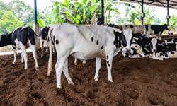 Comportamento e bem-estar de vacas leiteiras em Compost Barn