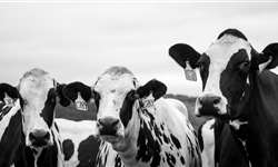 Gripe aviária em vacas nos EUA: o que sabemos até agora?