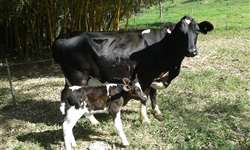 Estratégias hormonais e nutricionais para imunomodulação de vacas durante o peri-parto - Parte 3
