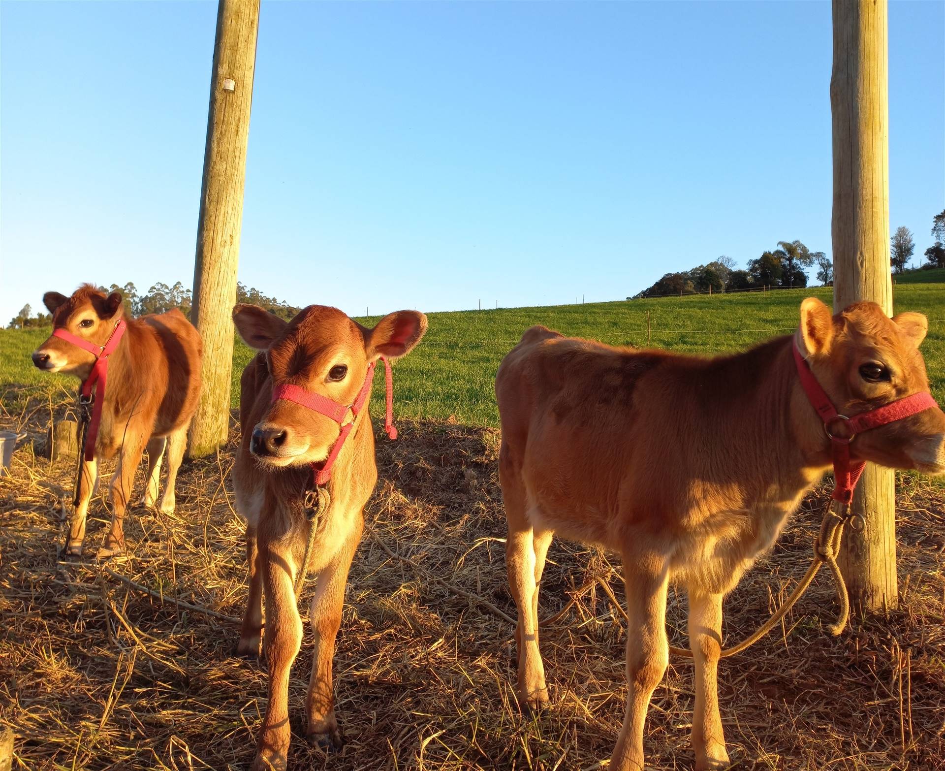 Do leite ao concentrado: como fazer a transição alimentar das bezerras?