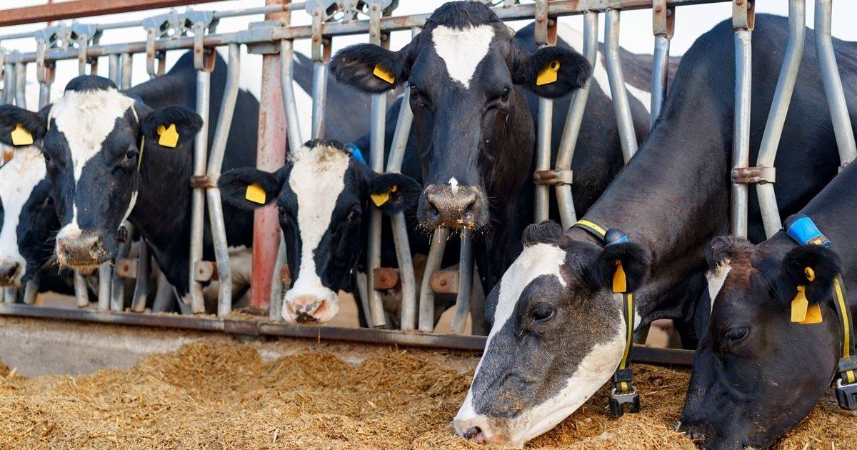 Entenda as micotoxinas e seus impactos na produção leiteira
