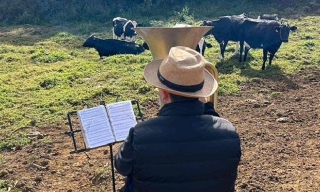 Queijo ao som de tuba: produtor mineiro toca música para vacas