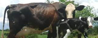 Consequências do estresse sobre imunidade, metabolismo e desempenho de vacas peri-parto - Parte 1