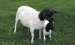 Herdabilidade e sua importância na seleção de ovinos de corte