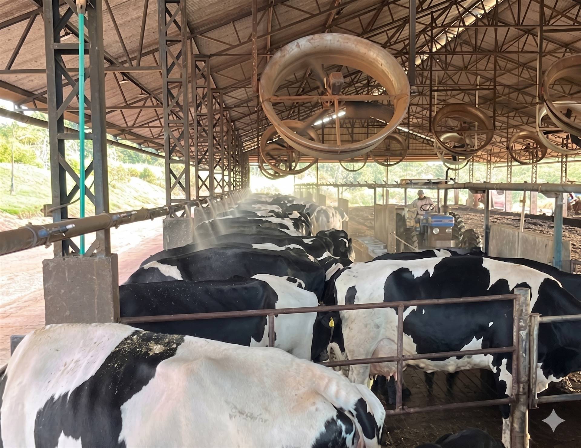 Ordenha robotizada, compost barn e decisões difíceis: o caso real da Fazenda Coqueiros