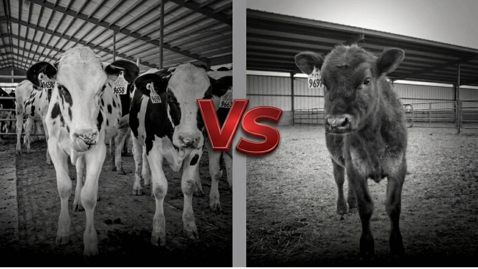 Bezerros beef-on-dairy podem ter menos diarreia que Holandeses, mostra nova pesquisa