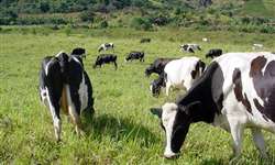Carrapato dos bovinos: o passo a passo do controle estratégico