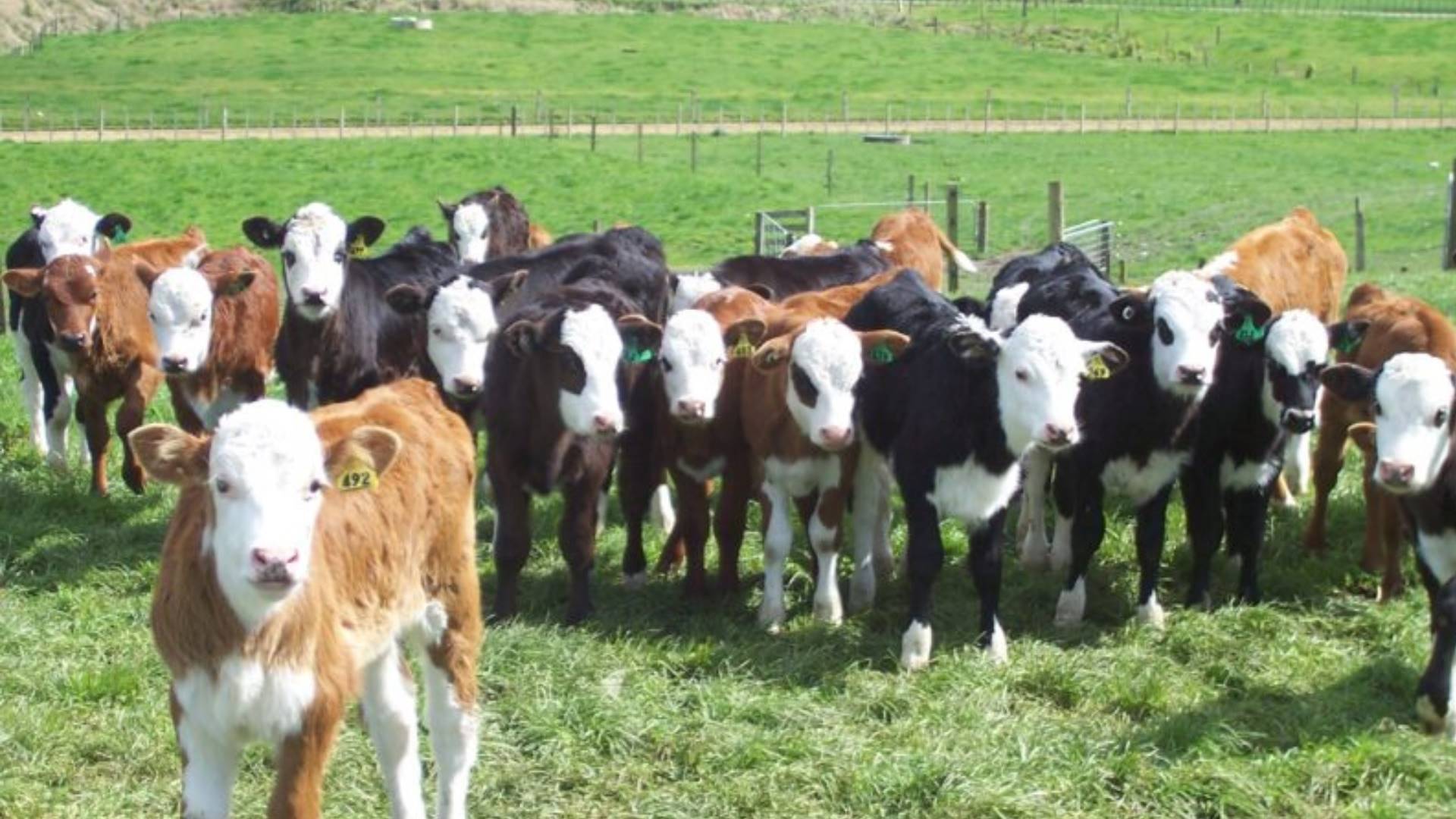 Fonterra e Silver Fern lançam programa que usa genética de corte para valorizar bezerros leiteiros