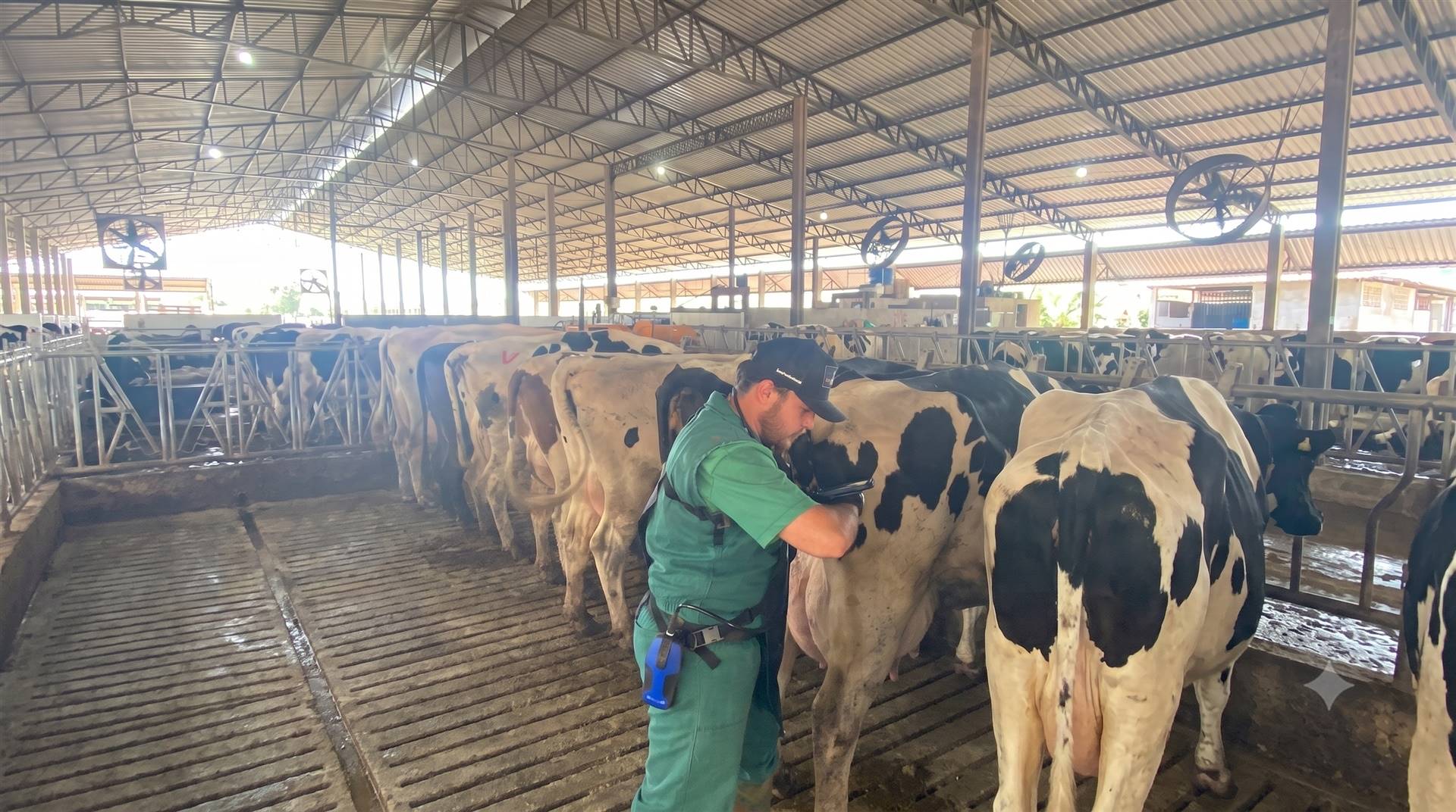 Especial Técnicos: "de 24 para 100 vacas em lactação com planejamento e assistência técnica"