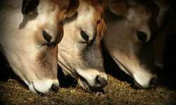 Redução de proteínas na dieta de bovinos diminui custos e impacto ambiental