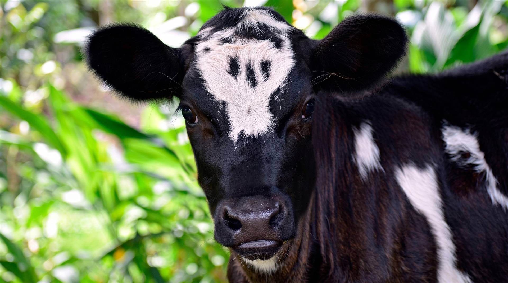 970 kg a mais de leite na 1ª lactação? O impacto do ganho de peso na fase de cria
