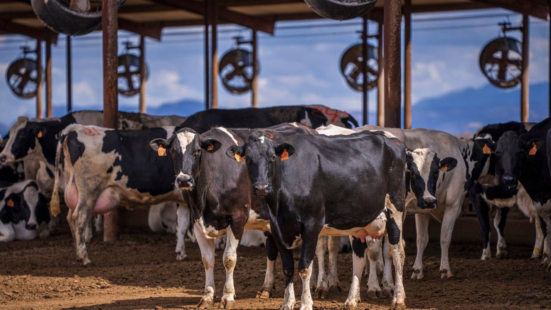 Mudanças climáticas e produção de leite: o que o produtor brasileiro precisa saber até 2100?