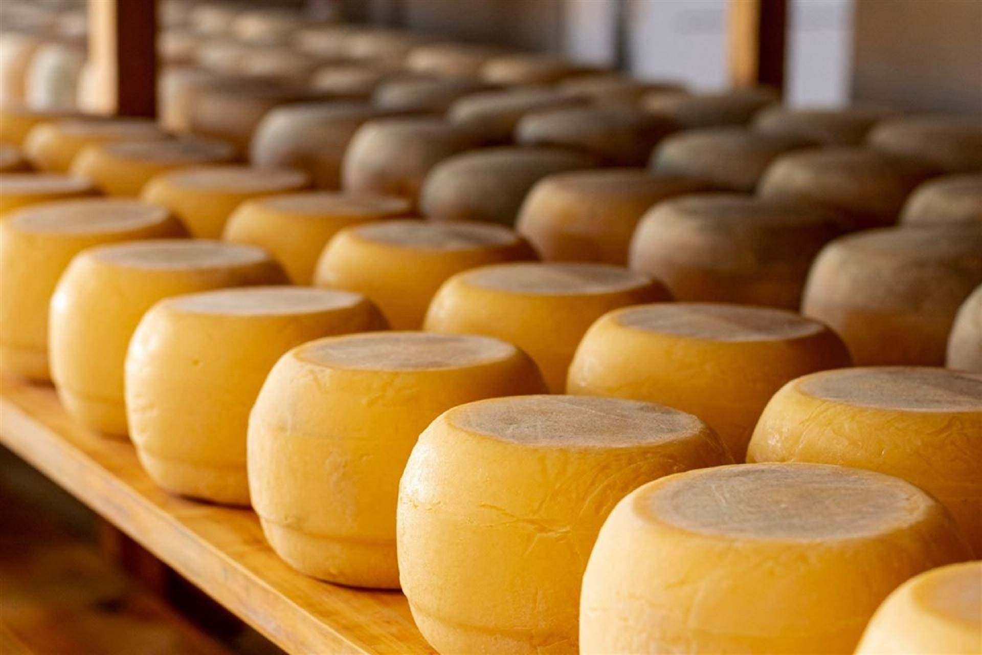 Segurança microbiológica em queijos: quando a pasteurização não é a única barreira