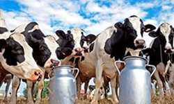 Produção de leite deve crescer 5%, mas setor tem desafios pela frente