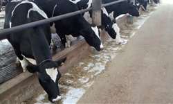 Amido é um nutriente essencial para vacas leiteiras?