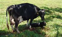 Consequências do estresse sobre imunidade, metabolismo e desempenho de vacas peri-parto - Parte 2