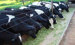 Dúvidas sobre o sistema digestivo de bovinos leiteiros?