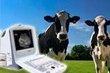 Já teve dúvidas na hora de passar o ultrassom nas vacas?