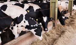Formulação computadorizada de dietas para bovinos leiteiros