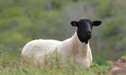 Efeitos da restrição nutricional durante a gestação de ovelhas sobre os índices produtivos do rebanho - Parte I de III
