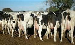 Novas evidências do benefício da inclusão de metionina na dieta de vacas em transição