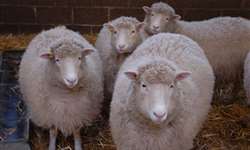 Efeitos da restrição nutricional durante a gestação de ovelhas sobre os índices produtivos do rebanho - Parte II de III