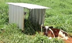 Aspectos críticos da criação de bezerros leiteiros no Brasil: Ponto de vista do bem-estar animal