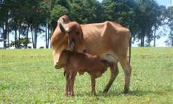 O sucesso do manejo reprodutivo do rebanho leiteiro não começa no dia da inseminação
