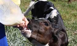 A importância do fator humano na criação de bezerras leiteiras