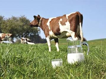 No MilkPoint Indústria: A rede de fornecedores de leite pode ser fator de diferenciação do produto final?